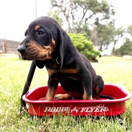 Sassy Red - Black and tan female Black and Tan Coonhound puppy in Pueblo, Colorado from BT Coonhound