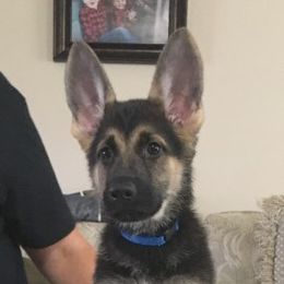 German Shepherd Puppies from Hall’s Shepherds