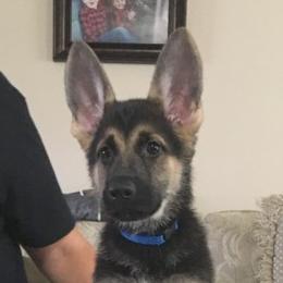 German Shepherd Puppies from Hall’s Shepherds