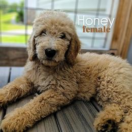 Honey - Apricot female Goldendoodle puppy in Ringgold, Georgia from Re Family Doodles