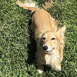 Chihuahuas and Dachshunds from Cripple Creek Farms