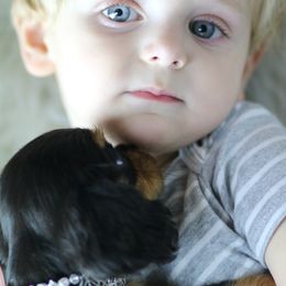 Cavalier King Charles Spaniel Puppies from Applewood Cavaliers
