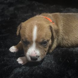 Zeus - Red male Staffordshire Bull Terrier puppy in Port Saint Lucie, Florida from Southern Staffies