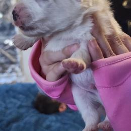 Drizella - White female American Eskimo Dog puppy in Grants Pass, Oregon from SnH Eskies