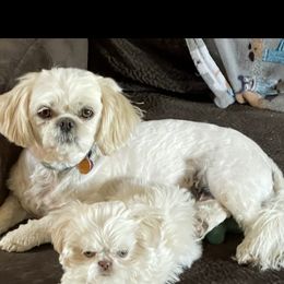 Shih Tzu Puppies from Wachowicz Shihtzu