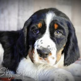 Miley - Black white and tan female English Springer Spaniel puppy in Great Falls, Montana from Big Sky Springers