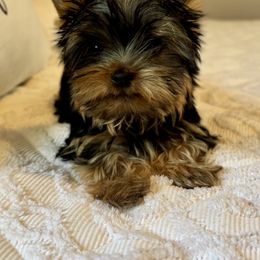 Rush - Blue and gold male Yorkshire Terrier puppy in Lake Helen, Florida from FronkLinn Kennel