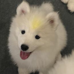 Samoyed puppies from Sandy Decker