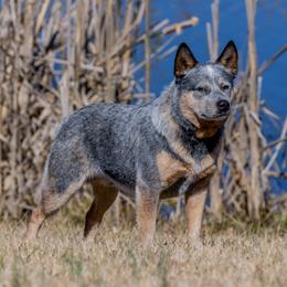 Toretto - Australian Cattle Dog
