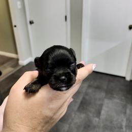 Pascal - Black and white male Chihuahua puppy in Cedarville, Ohio from Evereve Kennels