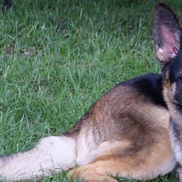 German Shepherds from French's German Shepherds