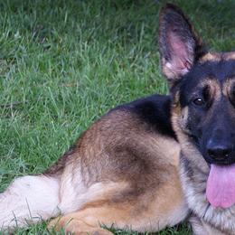 German Shepherds from French's German Shepherds