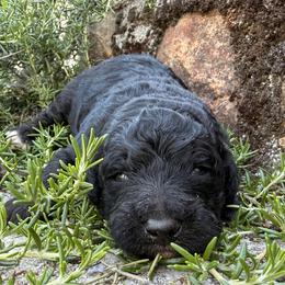 Damon - Black male Goldendoodle puppy in Redding, California from O’Hara  Doodles