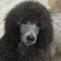 Conan - Poodle puppy in Saint Joseph, Missouri from Ad Astra Performance Poodles
