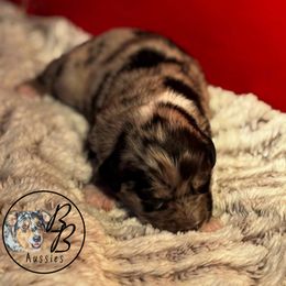 Australian Shepherd Puppies from Double B Aussies