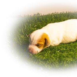 Russell Terrier Puppies from Diamond D Jacks