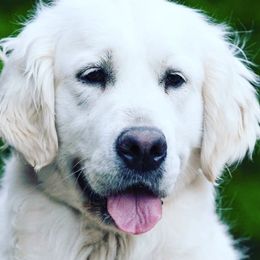 Golden Retrievers from Jersey Golden Retrievers