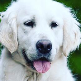 Golden Retrievers from Jersey Golden Retrievers