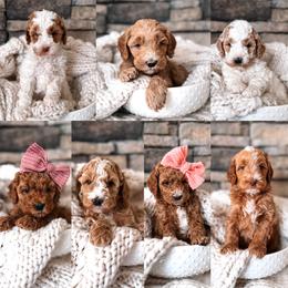 Puppy Pick #3 - Goldendoodle puppy from West Coast Goldendoodles