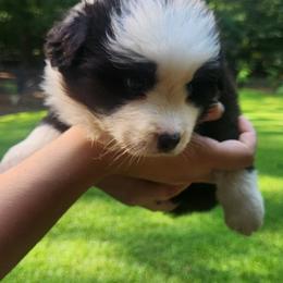 Border Collie Puppies from Snowbird Border Collies