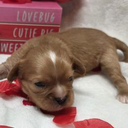 Kasanova - Ruby male Cavalier King Charles Spaniel puppy in Stilwell, Oklahoma from Love Bug Cavaliers