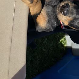 Doberman Pinscher Puppies from Jensen Dobermans