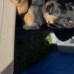 Doberman Pinscher Puppies from Jensen Dobermans