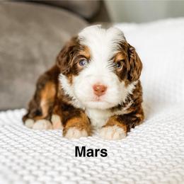 Mars - Brown and white male Bernedoodle puppy in Hudson, Indiana from TurkeyCreek-K9