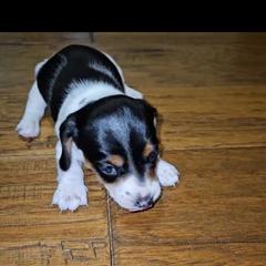 Black and tan piebald 1 - Black and tan male Dachshund puppy in Georgetown, Arkansas from Wyatt's Dachshunds