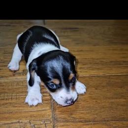 Black and tan piebald 1 - Black and tan male Dachshund puppy in Georgetown, Arkansas from Wyatt's Dachshunds