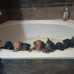 Aussiedoodle Puppies from My Classy Doodles