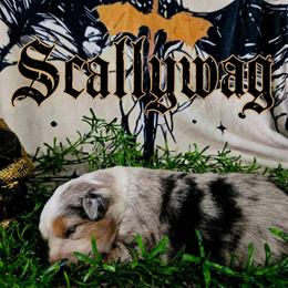 Scallywag - Blue merle male Australian Shepherd puppy in Wheatland, Wyoming from Jorvik Australian Shepherds