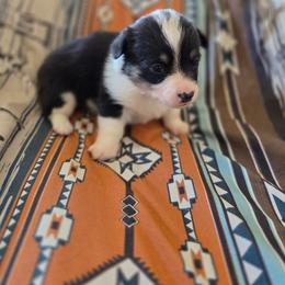 White collar - Black and tan female Pembroke Welsh Corgi puppy in Fallon, Nevada from Fuzzy Butt Corgies