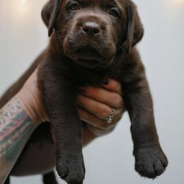Labrador Retriever Puppies from Rose Gold Retrievers