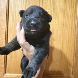 Orange collar - Black and tan male German Shepherd puppy in Worthington, Indiana from Aus Gerstbrei German Shepherds