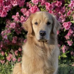 English Setters and Golden Retrievers from Sunset Golden Retrievers and English Setters