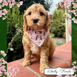 Liberty - Apricot female Australian Labradoodle puppy in Citrus Heights, California from Elite Blend Labradoodles