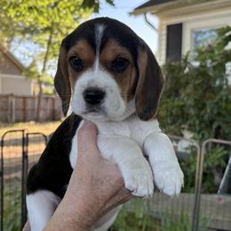 PENDING Dottie's Blue - Black red and white male Beagle puppy in Brownsville, Oregon from Beagles on the Run