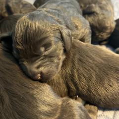 Boykin Spaniel Puppies from Hickory Hills Boykin Spaniel