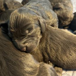 Boykin Spaniel Puppies from Hickory Hills Boykin Spaniel