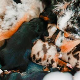 Companion Cross puppies from The Darling Pup