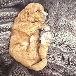 Boy 1 - Apricot male Cavapoo puppy in Nampa,, Idaho from Clig Doodle Days