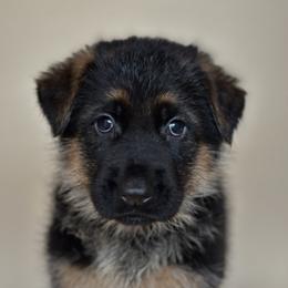 Betty - Black and tan female German Shepherd puppy in Grand Junction, Colorado from Sonnenfeld Shepherds