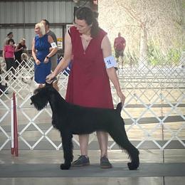 Eden - Giant Schnauzer