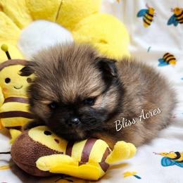 Maple - Wolf sable female Pomeranian puppy in Ponca City, Oklahoma from Bliss Acres Farm