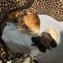 Pekingese Puppies from Mammy's Pekingese