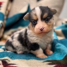 Boy 1 - Blue male Pembroke Welsh Corgi puppy in Beggs, Oklahoma from Blue Diamond Corgi’s