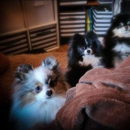 Pomeranian All Grown Up from Damore's Prized Poms