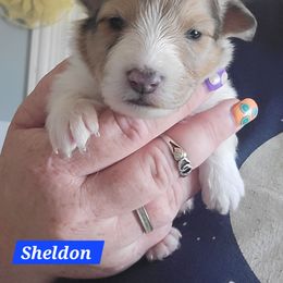 Sheldon - White and sable male Shetland Sheepdog puppy in Kaycee, Wyoming from Heavenly Shelties