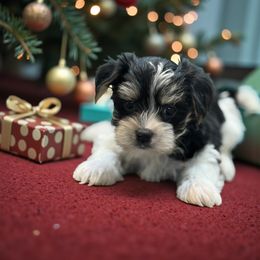Prancer - Black & tan tri-color male Morkie puppy in Oakland, Kentucky from Imperial Dogs